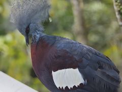 -新加坡飞禽公园