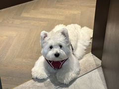 -萌宠之家·腊肠犬·马尔泰·小体犬舍