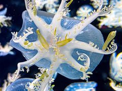 -太平洋海底世界