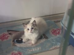 -糯米喵星人总部直营旗舰店·猫舍·幼猫出售