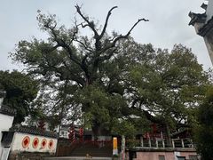 -新安江山水画廊风景区