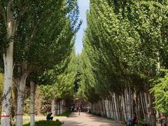 -阿尔丁植物园
