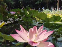 -曼听御花园