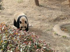 -青岛动物园