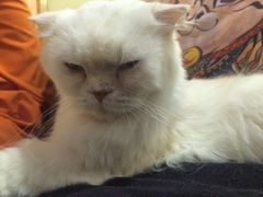 -more than meow吴止猫主题餐厅(承德 中船汇店)