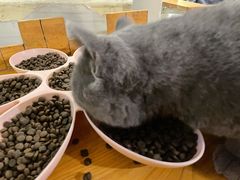 -猫小院猫主题咖啡厅(北锣店)