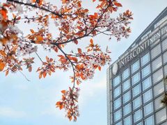 -青岛海尔洲际酒店