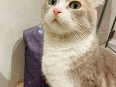 -猫儿山۰猫主题餐厅