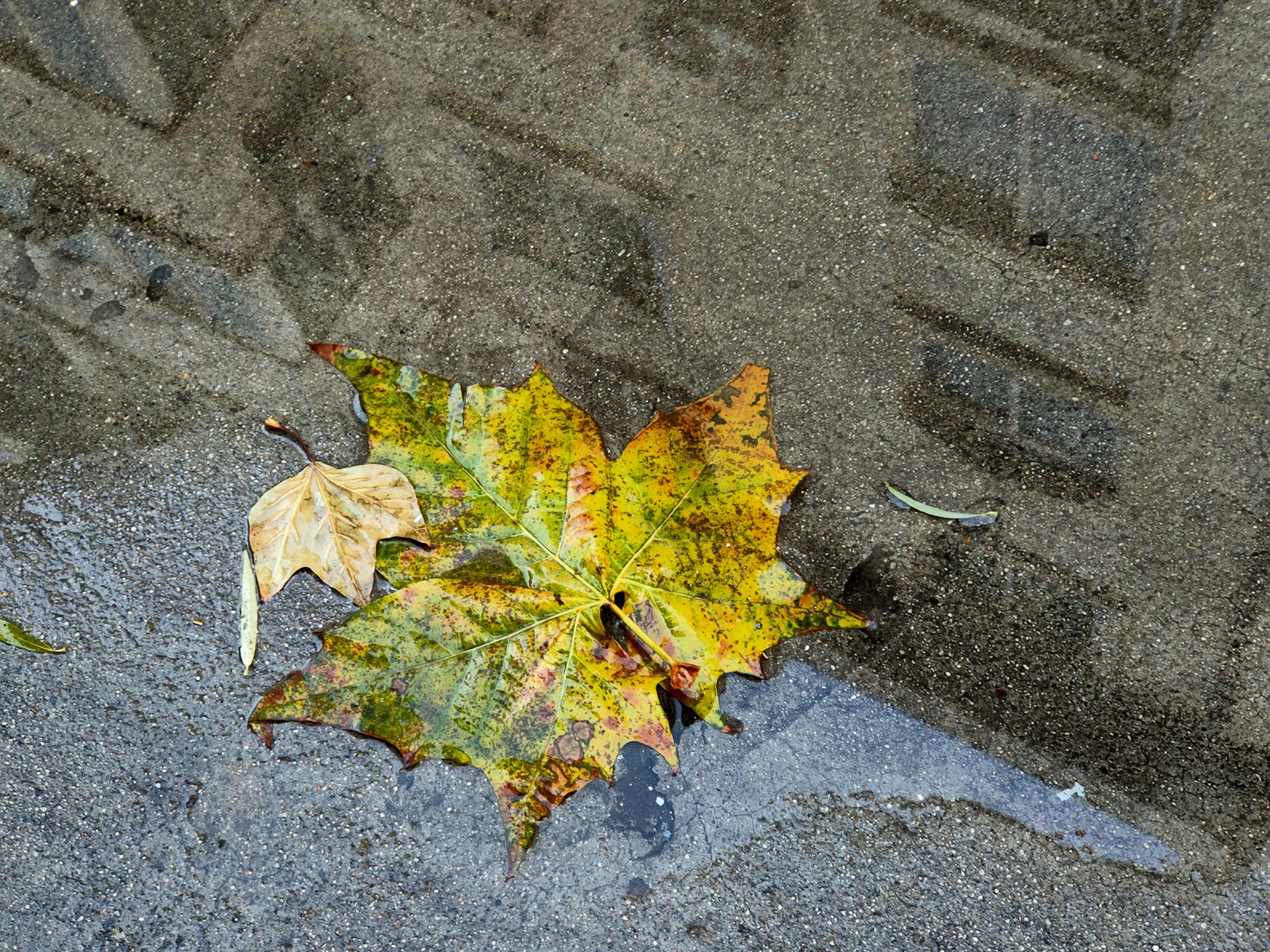 雨水中楼的倒影和粘在水面上的落叶