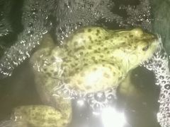 android_upload_pic-李三海鲜火吧