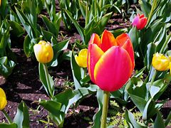 -长春公园(普阳街道)