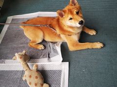 -爱乐蒙艺术·古筝 钢琴 声乐(科华校区)