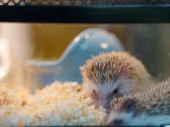 -青石桥花鸟鱼虫市场(叠翠城店)