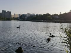 -五缘湾湿地公园