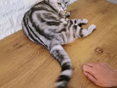 -平行世界·猫咖(首经贸店)