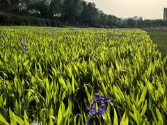 -汉长安城未央宫国家考古遗址公园