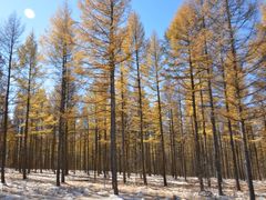 -塞罕坝国家级自然保护区