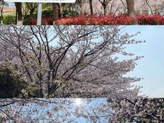 -高东镇樱花园