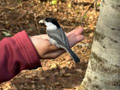 -五营红松林海景区