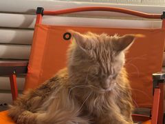 -平行世界·猫咖(首经贸店)