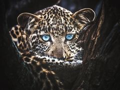 -罗红摄影艺术馆