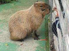 -苏州太湖西山岛开心农场