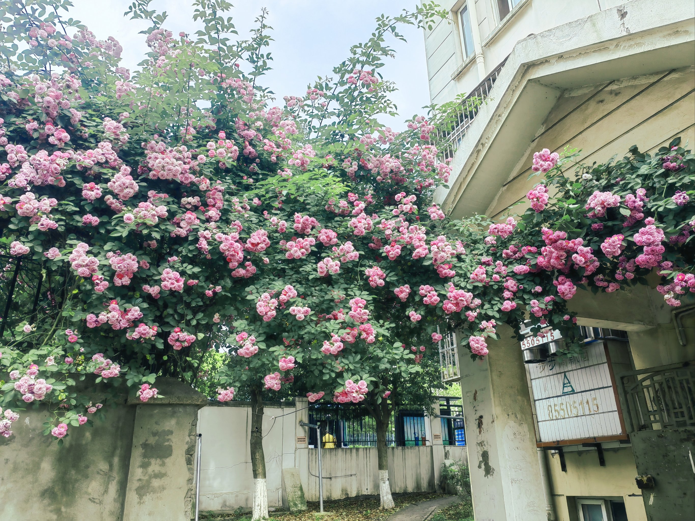 随手拍 家门口的风景