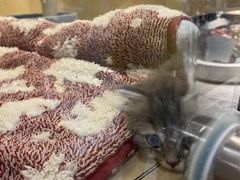 -momokira米努特·德文卷毛猫·棉花面纱犬