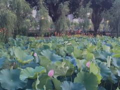 -光明港公园