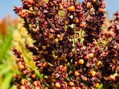 -火塘云南烧烤大排档