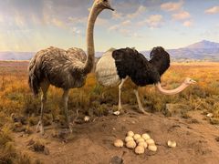 -美国自然历史博物馆