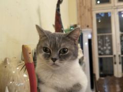 -猫色咖啡·猫咖