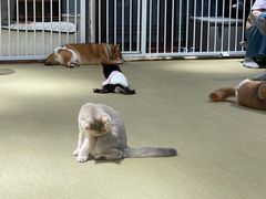 -逗柴咖啡屋·狗咖猫咖宠物桌游