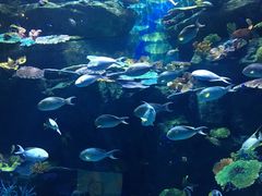-暹罗海洋世界