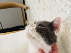 -平行世界·猫咖(首经贸店)
