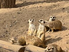 -北京野生动物园