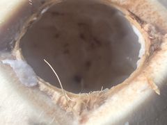 -Onion restaurant