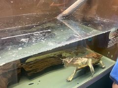 -上海大自然野生昆虫馆(东方明珠·爬宠昆虫探索中心)