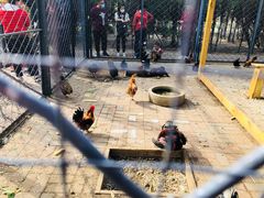 -长白岛森林公园