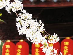 -龙华寺