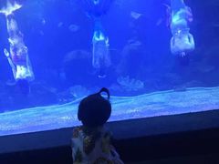 -石家庄海洋公园