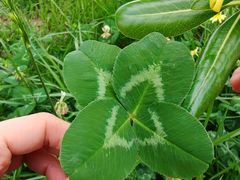 -渭河城市绿地运动公园