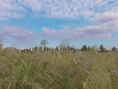 -鹦鹉洲湿地公园