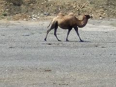 -新疆天山野生动物园