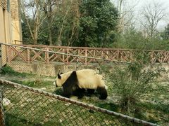 -成都大熊猫繁育研究基地