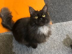 -米宠家·撸猫猫咖小萌宠·猫咪洗澡·猫咪寄养(高新大都荟店)