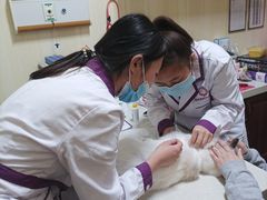 -宠爱国际动物医院· 猫科· 外科·中兽医(长白店)