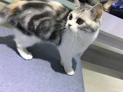 -喵的天空名猫咖啡馆·撸猫·猫舍·用品