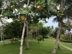 -三亚海棠湾万丽度假酒店