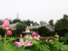 -和园景逸大酒店朗月汤泉